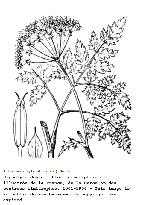 Anthriscus sylvestris (L.) Hoffm.